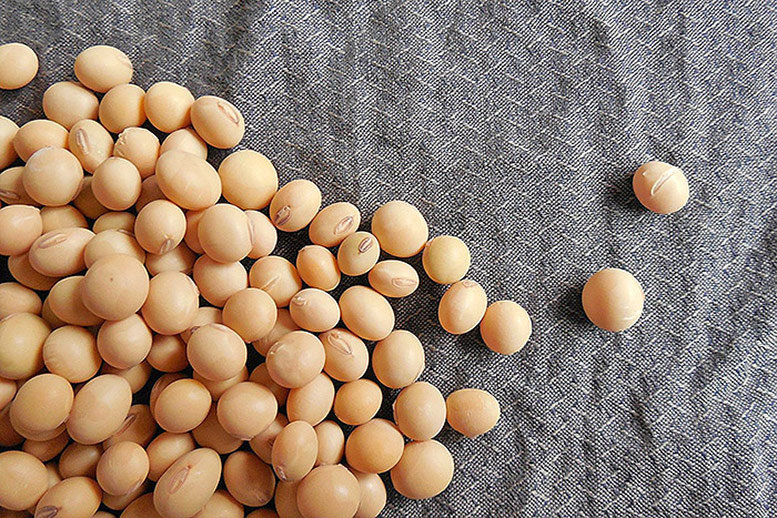 Soy Protein