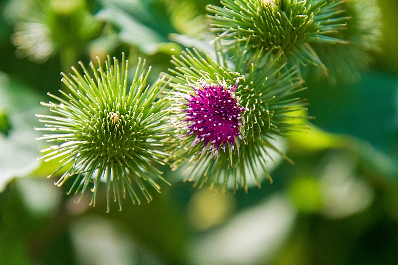 burdock
