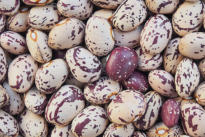Pulses and Beans